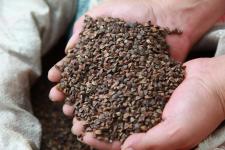 廣西全州發(fā)放耐旱作物種子應(yīng)對(duì)旱情，助力農(nóng)作物種子經(jīng)營(yíng)穩(wěn)產(chǎn)增效